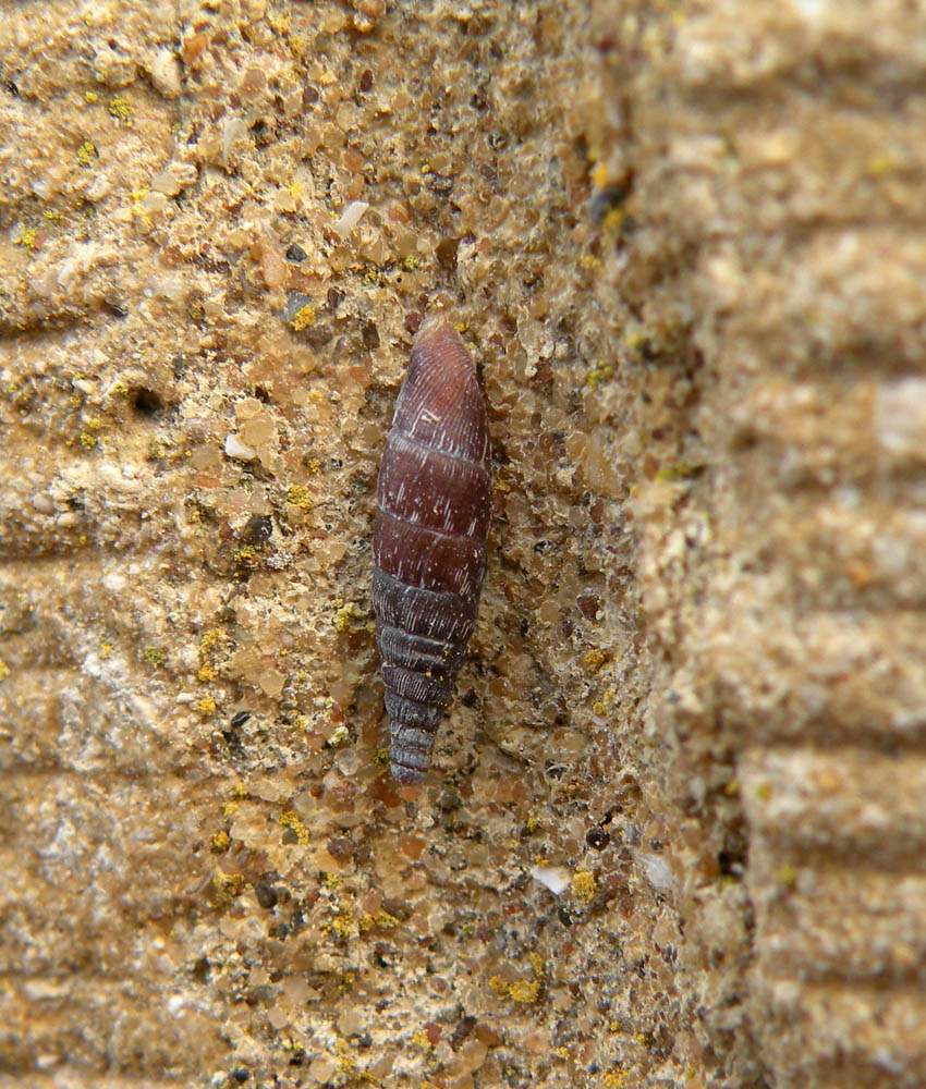 Clausiliidae inglese